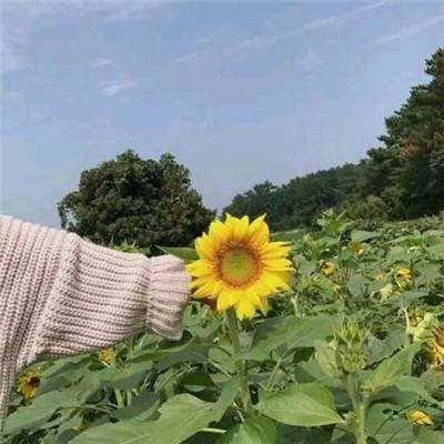 四海仙妖记果盘版下载